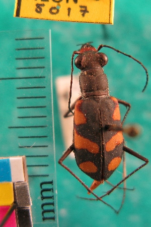  ( - NEONTcarabid5017)  @11 [ ] Copyright (2012) Blevins, KK and Travers, PD National Ecological Observatory Network (NEON) http://www.neoninc.org/content/copyright