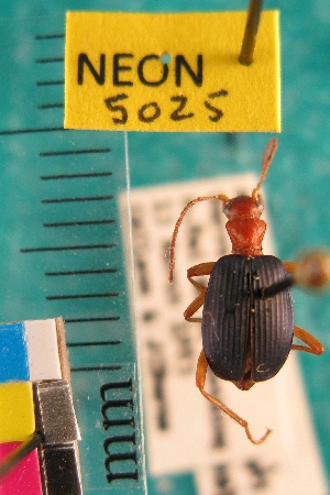  ( - NEONTcarabid5025)  @11 [ ] Copyright (2012) Blevins, KK and Travers, PD National Ecological Observatory Network (NEON) http://www.neoninc.org/content/copyright