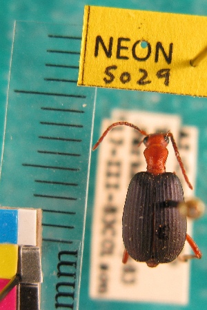  ( - NEONTcarabid5029)  @13 [ ] Copyright (2012) Blevins, KK and Travers, PD National Ecological Observatory Network (NEON) http://www.neoninc.org/content/copyright