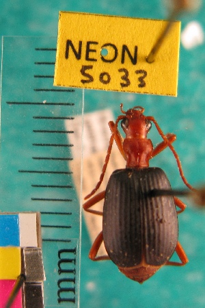  ( - NEONTcarabid5033)  @11 [ ] Copyright (2012) Blevins, KK and Travers, PD National Ecological Observatory Network (NEON) http://www.neoninc.org/content/copyright