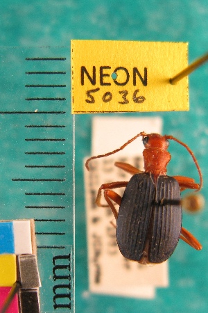  ( - NEONTcarabid5036)  @13 [ ] Copyright (2012) Blevins, KK and Travers, PD National Ecological Observatory Network (NEON) http://www.neoninc.org/content/copyright