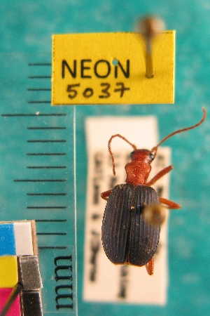  ( - NEONTcarabid5037)  @12 [ ] Copyright (2012) Blevins, KK and Travers, PD National Ecological Observatory Network (NEON) http://www.neoninc.org/content/copyright