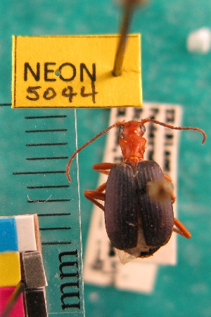  ( - NEONTcarabid5044)  @12 [ ] Copyright (2012) Blevins, KK and Travers, PD National Ecological Observatory Network (NEON) http://www.neoninc.org/content/copyright