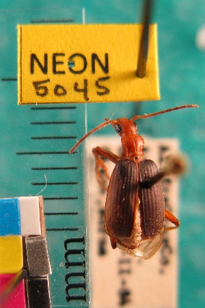  (Brachinus lateralis - NEONTcarabid5045)  @11 [ ] Copyright (2012) Blevins, KK and Travers, PD National Ecological Observatory Network (NEON) http://www.neoninc.org/content/copyright