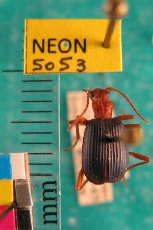  ( - NEONTcarabid5053)  @11 [ ] Copyright (2012) Blevins, KK and Travers, PD National Ecological Observatory Network (NEON) http://www.neoninc.org/content/copyright