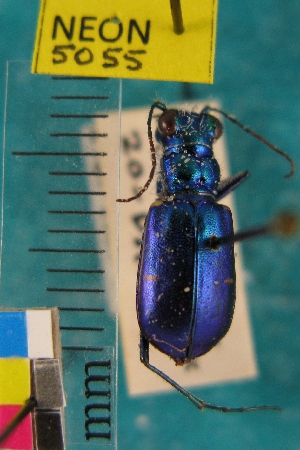  ( - NEONTcarabid5055)  @11 [ ] Copyright (2012) Blevins, KK and Travers, PD National Ecological Observatory Network (NEON) http://www.neoninc.org/content/copyright