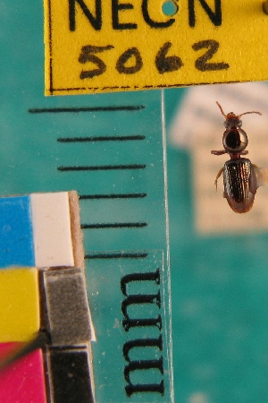  ( - NEONTcarabid5062)  @11 [ ] Copyright (2012) Blevins, KK and Travers, PD National Ecological Observatory Network (NEON) http://www.neoninc.org/content/copyright