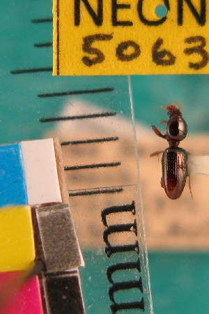  ( - NEONTcarabid5063)  @11 [ ] Copyright (2012) Blevins, KK and Travers, PD National Ecological Observatory Network (NEON) http://www.neoninc.org/content/copyright
