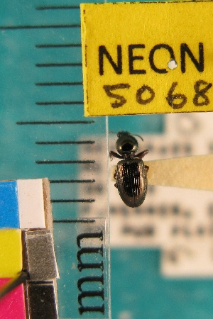  ( - NEONTcarabid5068)  @11 [ ] Copyright (2012) Blevins, KK and Travers, PD National Ecological Observatory Network (NEON) http://www.neoninc.org/content/copyright