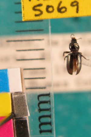  ( - NEONTcarabid5069)  @11 [ ] Copyright (2012) Blevins, KK and Travers, PD National Ecological Observatory Network (NEON) http://www.neoninc.org/content/copyright