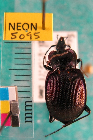  (Scaphinotus vandykei - NEONTcarabid5095)  @13 [ ] Copyright (2012) Blevins, KK and Travers, PD National Ecological Observatory Network (NEON) http://www.neoninc.org/content/copyright