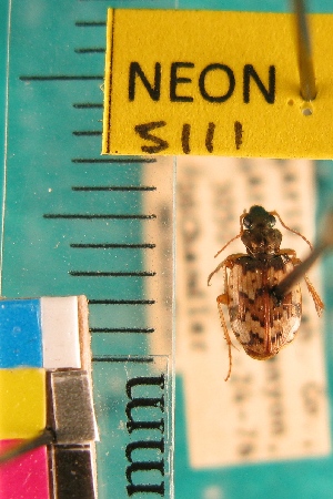  ( - NEONTcarabid5111)  @11 [ ] Copyright (2012) Blevins, KK and Travers, PD National Ecological Observatory Network (NEON) http://www.neoninc.org/content/copyright