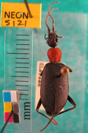  ( - NEONTcarabid5121)  @11 [ ] Copyright (2012) Blevins, KK and Travers, PD National Ecological Observatory Network (NEON) http://www.neoninc.org/content/copyright