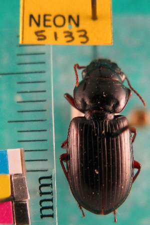  (Polpochila capitata - NEONTcarabid5133)  @11 [ ] Copyright (2012) Blevins, KK and Travers, PD National Ecological Observatory Network (NEON) http://www.neoninc.org/content/copyright