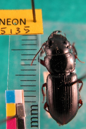  ( - NEONTcarabid5135)  @11 [ ] Copyright (2012) Blevins, KK and Travers, PD National Ecological Observatory Network (NEON) http://www.neoninc.org/content/copyright