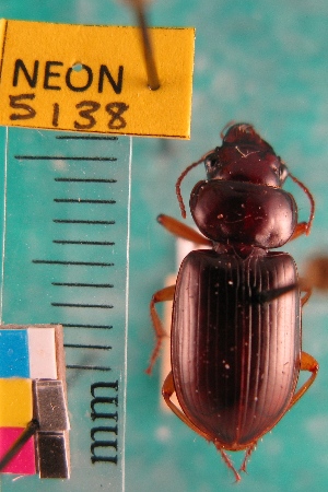  ( - NEONTcarabid5138)  @11 [ ] Copyright (2012) Blevins, KK and Travers, PD National Ecological Observatory Network (NEON) http://www.neoninc.org/content/copyright