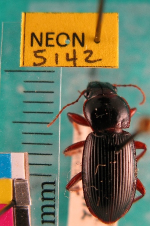  ( - NEONTcarabid5142)  @11 [ ] Copyright (2012) Blevins, KK and Travers, PD National Ecological Observatory Network (NEON) http://www.neoninc.org/content/copyright