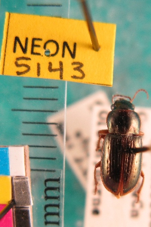  (Selenophorus otiosus - NEONTcarabid5143)  @11 [ ] Copyright (2012) Blevins, KK and Travers, PD National Ecological Observatory Network (NEON) http://www.neoninc.org/content/copyright