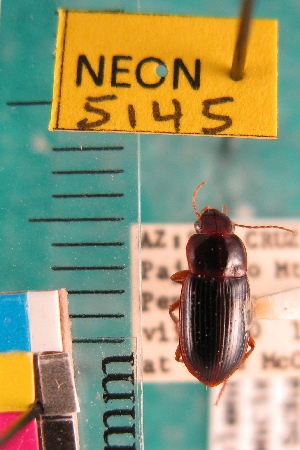  (Selenophorus concinnus - NEONTcarabid5145)  @11 [ ] Copyright (2012) Blevins, KK and Travers, PD National Ecological Observatory Network (NEON) http://www.neoninc.org/content/copyright