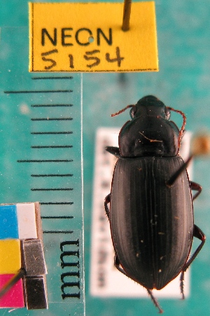  ( - NEONTcarabid5154)  @11 [ ] Copyright (2012) Blevins, KK and Travers, PD National Ecological Observatory Network (NEON) http://www.neoninc.org/content/copyright