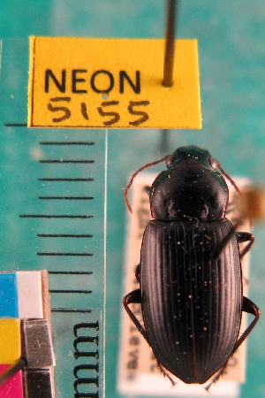  ( - NEONTcarabid5155)  @11 [ ] Copyright (2012) Blevins, KK and Travers, PD National Ecological Observatory Network (NEON) http://www.neoninc.org/content/copyright