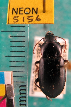  ( - NEONTcarabid5156)  @11 [ ] Copyright (2012) Blevins, KK and Travers, PD National Ecological Observatory Network (NEON) http://www.neoninc.org/content/copyright