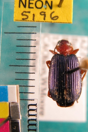  (Lebia deceptrix - NEONTcarabid5196)  @11 [ ] Copyright (2012) Blevins, KK and Travers, PD National Ecological Observatory Network (NEON) http://www.neoninc.org/content/copyright