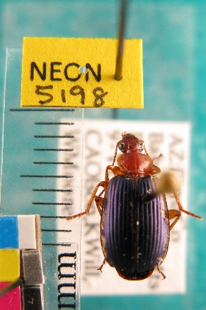  ( - NEONTcarabid5198)  @11 [ ] Copyright (2012) Blevins, KK and Travers, PD National Ecological Observatory Network (NEON) http://www.neoninc.org/content/copyright
