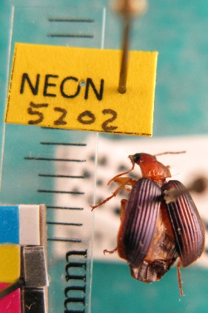  ( - NEONTcarabid5202)  @12 [ ] Copyright (2012) Blevins, KK and Travers, PD National Ecological Observatory Network (NEON) http://www.neoninc.org/content/copyright