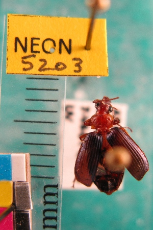  ( - NEONTcarabid5203)  @11 [ ] Copyright (2012) Blevins, KK and Travers, PD National Ecological Observatory Network (NEON) http://www.neoninc.org/content/copyright