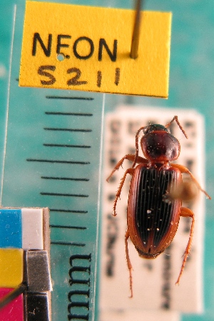  ( - NEONTcarabid5211)  @11 [ ] Copyright (2012) Blevins, KK and Travers, PD National Ecological Observatory Network (NEON) http://www.neoninc.org/content/copyright