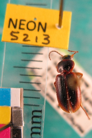  ( - NEONTcarabid5213)  @11 [ ] Copyright (2012) Blevins, KK and Travers, PD National Ecological Observatory Network (NEON) http://www.neoninc.org/content/copyright