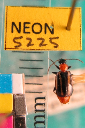  ( - NEONTcarabid5225)  @11 [ ] Copyright (2012) Blevins, KK and Travers, PD National Ecological Observatory Network (NEON) http://www.neoninc.org/content/copyright