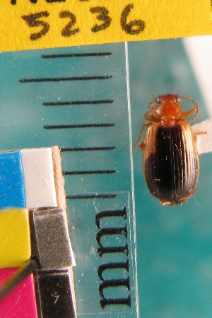  (Lebia scapula - NEONTcarabid5236)  @13 [ ] Copyright (2012) Blevins, KK and Travers, PD National Ecological Observatory Network (NEON) http://www.neoninc.org/content/copyright