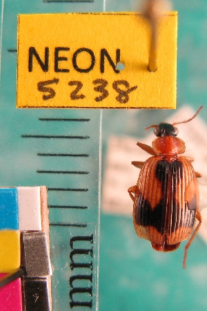  (Lebia scalpta - NEONTcarabid5238)  @11 [ ] Copyright (2012) Blevins, KK and Travers, PD National Ecological Observatory Network (NEON) http://www.neoninc.org/content/copyright
