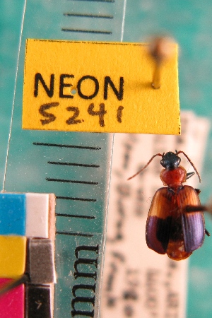  ( - NEONTcarabid5241)  @11 [ ] Copyright (2012) Blevins, KK and Travers, PD National Ecological Observatory Network (NEON) http://www.neoninc.org/content/copyright