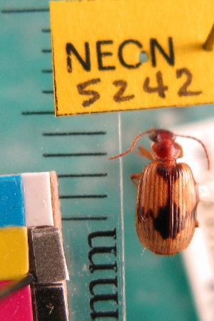  (Lebia subrugosa - NEONTcarabid5242)  @11 [ ] Copyright (2012) Blevins, KK and Travers, PD National Ecological Observatory Network (NEON) http://www.neoninc.org/content/copyright