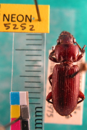  ( - NEONTcarabid5252)  @11 [ ] Copyright (2012) Blevins, KK National Ecological Observatory Network (NEON) http://www.neoninc.org/content/copyright
