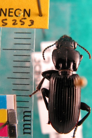  ( - NEONTcarabid5253)  @12 [ ] Copyright (2012) Blevins, KK National Ecological Observatory Network (NEON) http://www.neoninc.org/content/copyright