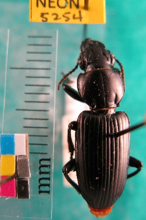  ( - NEONTcarabid5254)  @11 [ ] Copyright (2012) Blevins, KK National Ecological Observatory Network (NEON) http://www.neoninc.org/content/copyright