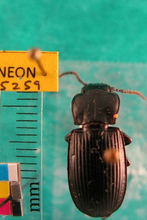  ( - NEONTcarabid5259)  @11 [ ] Copyright (2012) Blevins, KK National Ecological Observatory Network (NEON) http://www.neoninc.org/content/copyright