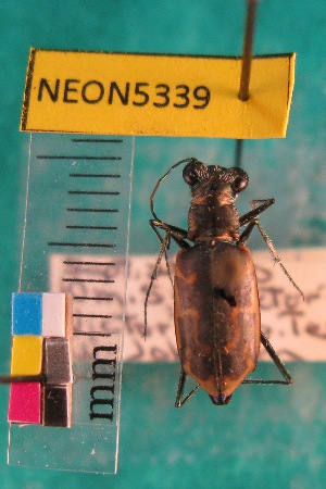  (Ellipsoptera sperata - NEONTcarabid5339)  @11 [ ] Copyright (2012) Blevins, KK National Ecological Observatory Network (NEON) http://www.neoninc.org/content/copyright