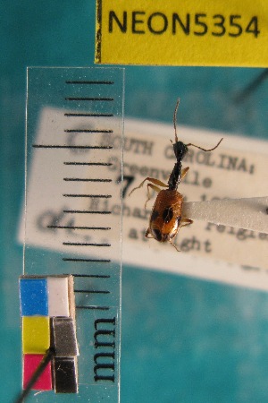  ( - NEONTcarabid5354)  @12 [ ] Copyright (2012) Blevins, KK National Ecological Observatory Network (NEON) http://www.neoninc.org/content/copyright