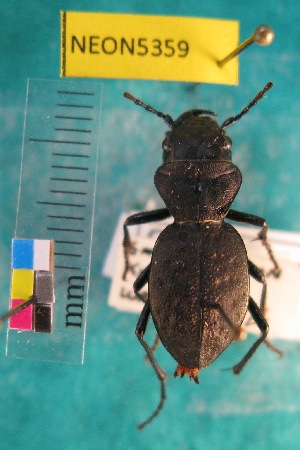  ( - NEONTcarabid5359)  @11 [ ] Copyright (2012) Blevins, KK National Ecological Observatory Network (NEON) http://www.neoninc.org/content/copyright