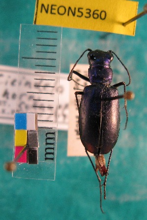  ( - NEONTcarabid5360)  @11 [ ] Copyright (2012) Blevins, KK National Ecological Observatory Network (NEON) http://www.neoninc.org/content/copyright