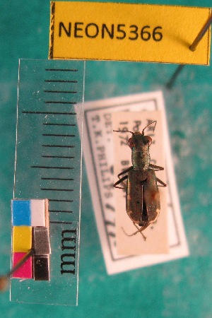  (Cylindera viridisticta - NEONTcarabid5366)  @11 [ ] Copyright (2012) Blevins, KK National Ecological Observatory Network (NEON) http://www.neoninc.org/content/copyright