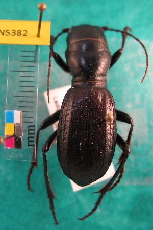  ( - NEONTcarabid5382)  @13 [ ] Copyright (2012) Barton, M National Ecological Observatory Network (NEON) http://www.neoninc.org/content/copyright