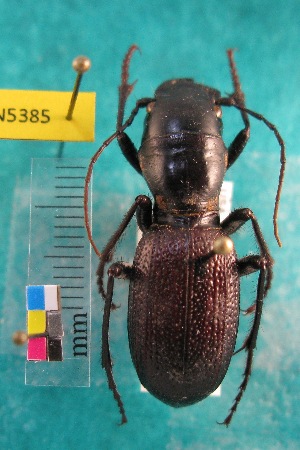  ( - NEONTcarabid5385)  @11 [ ] Copyright (2012) Barton, M National Ecological Observatory Network (NEON) http://www.neoninc.org/content/copyright