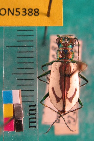  ( - NEONTcarabid5388)  @11 [ ] Copyright (2012) Barton, M National Ecological Observatory Network (NEON) http://www.neoninc.org/content/copyright
