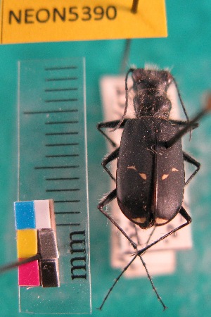  ( - NEONTcarabid5390)  @11 [ ] Copyright (2012) Barton, M National Ecological Observatory Network (NEON) http://www.neoninc.org/content/copyright